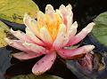 2014-0706_1450_Waterlily_20, 4C